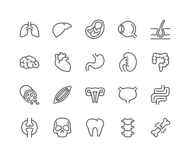 Line Organs Icons Simple Set of Internal Organs Related Vector Line Icons. Contains such Icons as Reproductive System, Brain, Heart, Blood Vessel and more. Editable Stroke. 48x48 Pixel Perfect. colon stock illustrations
