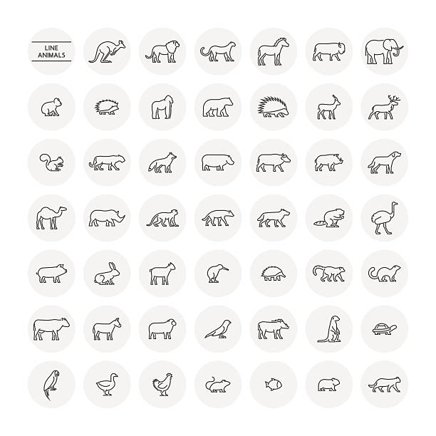 Line set silhouettes of farm, forest and wild animals. Line set silhouettes of domestic, farm, forest and wild animals. Linear icon chicken, cow, hedgehog, cat, dog and others. Open path. rugby league stock illustrations