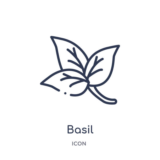 Linear basil icon from Fruits and vegetables outline collection. Thin line basil icon isolated on white background. basil trendy illustration Linear basil icon from Fruits and vegetables outline collection. Thin line basil icon isolated on white background. basil trendy illustration basil stock illustrations