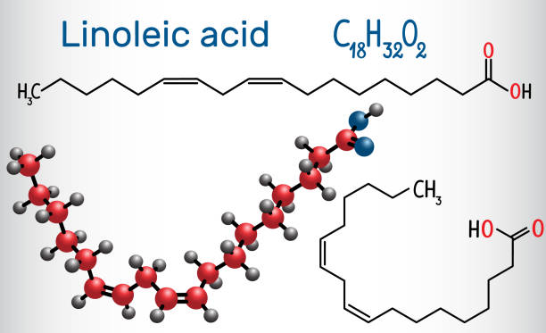Linoleic acid (LA). Structural chemical formula and molecule model Linoleic acid (LA). Structural chemical formula and molecule model. Vector illustration acid stock illustrations