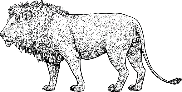 Lion illustration, drawing, engraving, ink, line art, vector