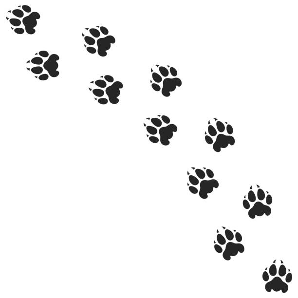 Mountain Lion Paw Print Illustrations, Royalty-Free Vector Graphics