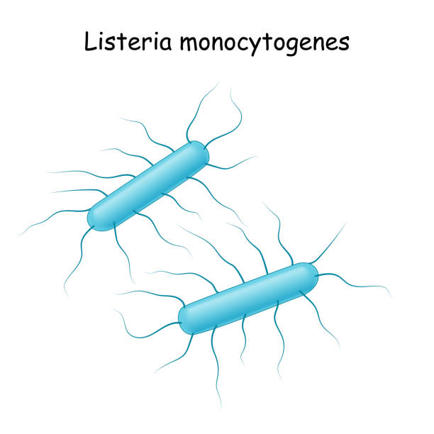 Listeria monocytogenes Listeria monocytogenes. bacterium that cause of Listeriosis. infection disease: sepsis, meningitis, encephalitis. intracellular parasite. Vector illustration listeria stock illustrations