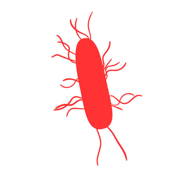 ilustraciones, imágenes clip art, dibujos animados e iconos de stock de listeria virus - listeria
