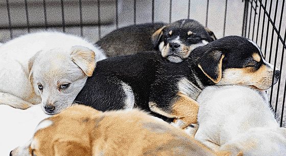 Litter of Australian Shepherd puppies in kennel