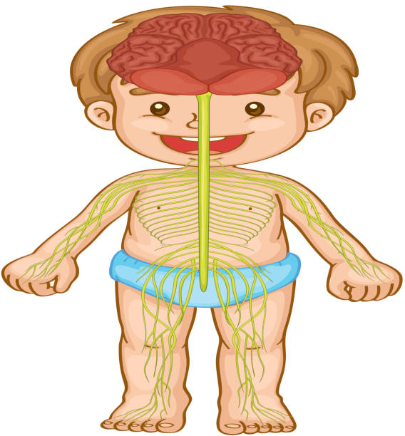 Best Diagram Of Human Nervous System Clip Art Illustrations, Royalty ...