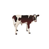 Little calf standing alone. Vector illustration isolated on white background