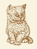 The vector drawing of a kitten in style of a sketch.