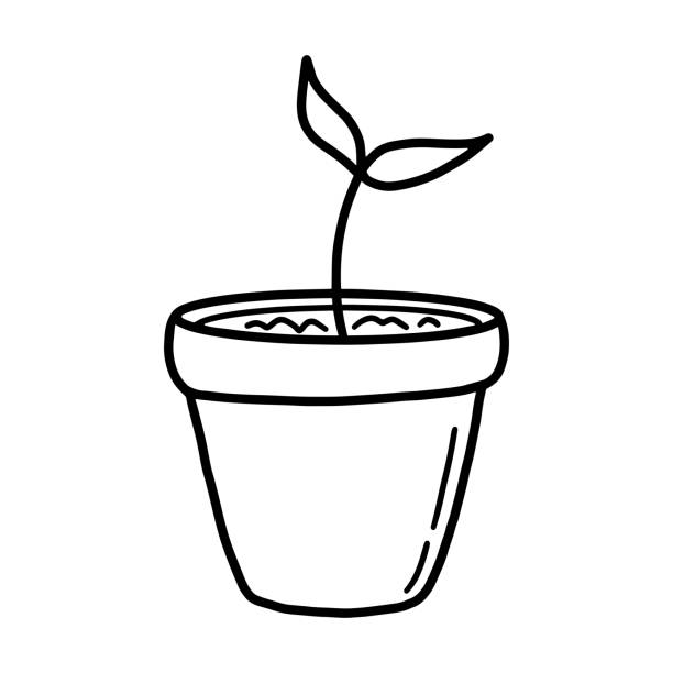 Little cute sprout with two leaves in a flower pot on a white background. Black and white illustration in doodle style of a potted plant. Little cute sprout with two leaves in a flower pot on a white background. Black and white illustration in doodle style of a potted plant. Isolated vector element for print, textile, colorining. gardening clipart stock illustrations