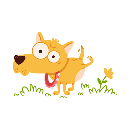 Little dog with big eyes pee on flower. Chihuahua in collar with spikes on walk. Funny vector illustration in flat style isolated on white background.