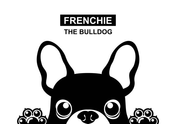A little Frenchie puppy is looking out of the window in black & white style. vector art illustration