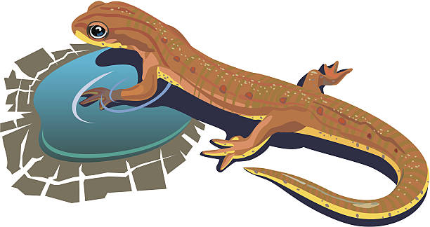 Lizard_in_water vector art illustration