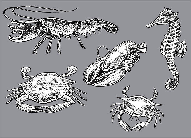 Lobster, Crab, Seahorse - Sea Life Pen and ink illustrations of various sea life, Lobster, Crab, Seahorse. Check out my "Nautical & Beach" light box for more. blue crab stock illustrations