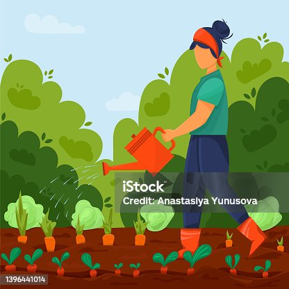 istock Local organic products are grown. Girl with watering pot waters vegetables in garden bed. Agricultural worker grows crops. Vector illustration in cartoony style 1396441014