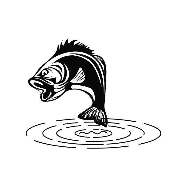 Cartoon Bass Logo / Cartoon bass fish isolated premium vector. 