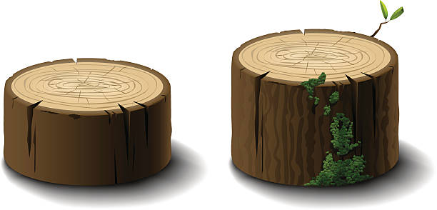 bildbanksillustrationer, clip art samt tecknat material och ikoner med logs or tree stumps - moss