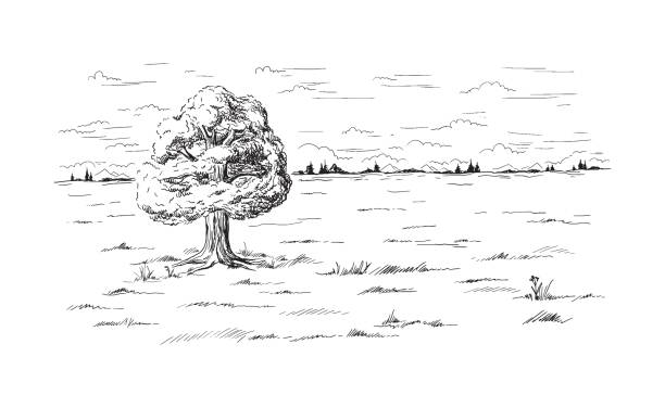 lonely tree standing in the middle of the field lonely tree standing in the middle of the field Hand drawn and converted to vector Illustration. grass drawings stock illustrations