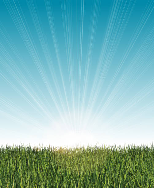 Long grass banner with blue sky, lens flares and light beams Grass background with light effects. Layered EPS10 with transparencies. Individual textures and elements. grass clipart stock illustrations