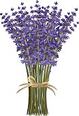 Lavender Bouquet. layered. Long Stemmed Lavender Flower Bouquet  tied with twine bow. The lavender purple flowers are gathered in a tight bunch with long green stems and tied with a raffia twine bow.  The bouquet of flowers is standing upright. The purple flowers are a variety of sizes.