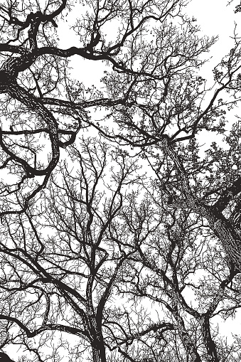 Looking up at Oak Tree and branches