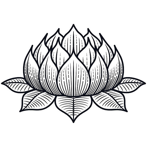 lotus blume-vektor-illustration-design - lotusblume tattoo stock-grafiken, -clipart, -cartoons und -symbole