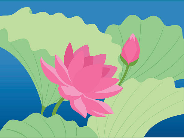 Lotus pond vector art illustration