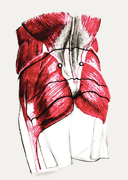 ilustrações, clipart, desenhos animados e ícones de lower back muscles - lombar