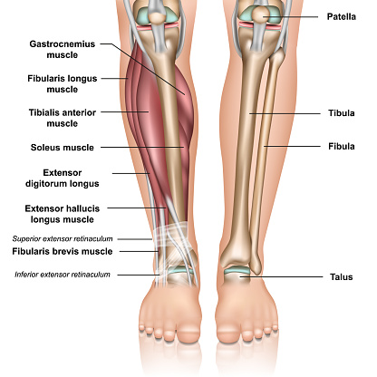 Lower leg anatomy 3d medical vector illustration on white background