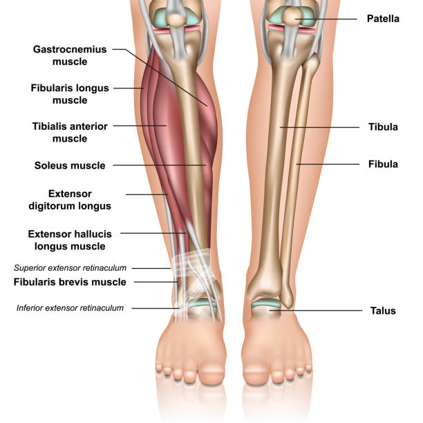 흰색 바탕에 낮은 다리 해부학 3d 의료 벡터 그림 - 근육 stock illustrations