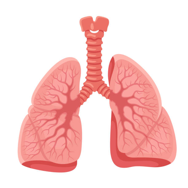 stockillustraties, clipart, cartoons en iconen met longen anatomie. menselijk inwendig orgaan. - longen