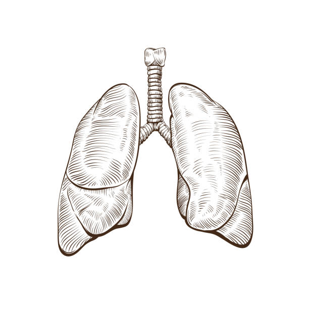 легкие, изолированные на белом фонов - clip art of a human lungs stock illu...