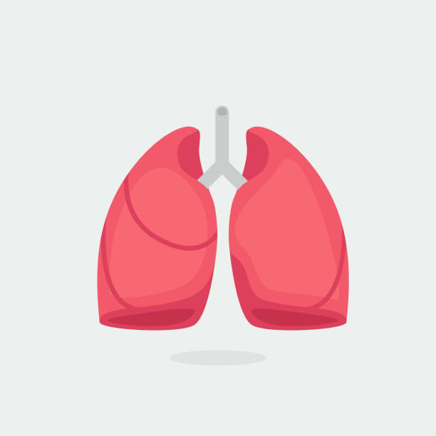 stockillustraties, clipart, cartoons en iconen met longen vector illustratie - longen