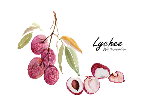 Lychee or Lichi .Hand drawn watercolor painting .Vector illustration