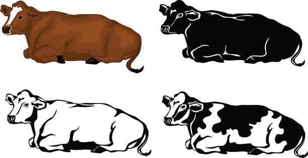 Lying Cow in brown color, silhouette, contour and patched silhouette set Lying Cow in brown color, silhouette, contour and patched silhouette set brown cow stock illustrations