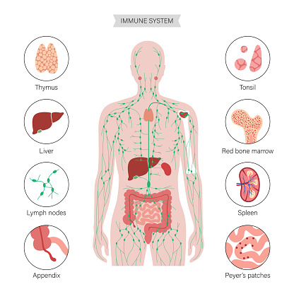 lymphatic and immune system concept. Thymus, liver, appendix and tonsil in female silhouette. Red bone marrow, spleen, peyers patches and intestine anatomy. Medical poster flat vector illustration.