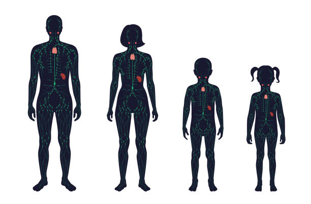 림프시스템 - 인체 stock illustrations