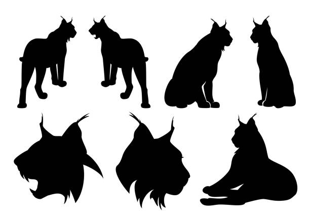 lynx cats black vector silhouette set wild lynx cats black vector silhouette set - standing, sitting and roaring animal outlines and heads bobcat stock illustrations