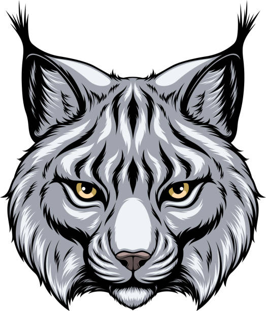 Lynx head Vector image, the head of a lynx looks forward, on a white background. lynx stock illustrations