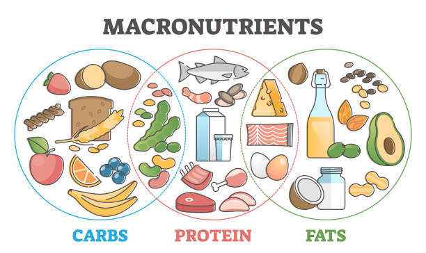 315 Macronutrients Stock Photos, Pictures & Royalty-Free Images