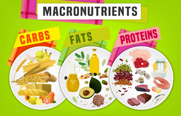 illustrazioni stock, clip art, cartoni animati e icone di tendenza di macronutrienti principali gruppi alimentari - metabolismo