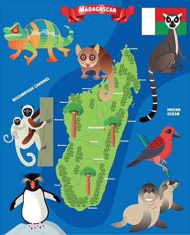 Madagascar Animals Map, MADAGASCAR ANIMALS, Madagascar Fody, Subantarctic fur seal, fur seal, Rockhopper Penguin, Ring tailed lemur,Antananarivo, Toamasina, Antsirabe, Fianarantsoa, Mahajanga, Toliara, Antsiranana, Antanifotsy, Ambovombe, Ambilobe, Ampara