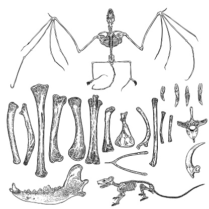 Magic animal bones design elements set. Hand drawn sketch for magician collection. Witchcraft spell symbols, bird raven, chicken bones, wolf or dog jaw, vampire bat skeleton, rat or mouse. Vector.