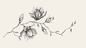 Pencil drawing of Magnolia branch. Hand-drawn vectored illustration. 