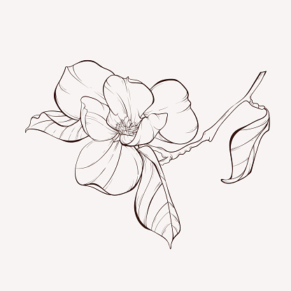 Magnolia Flower Drawings Sketch Floral Botany Collection Stock ...