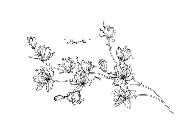 Magnolia flower drawings. Sketch Floral Botany Collection. Magnolia flower drawings. Black and white with line art on white backgrounds. Hand Drawn Botanical Illustrations. black and white stock illustrations
