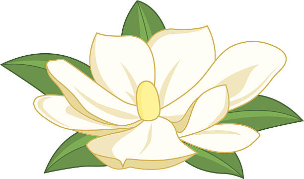 магнолия цветок - magnolia stellata stock illustrations.