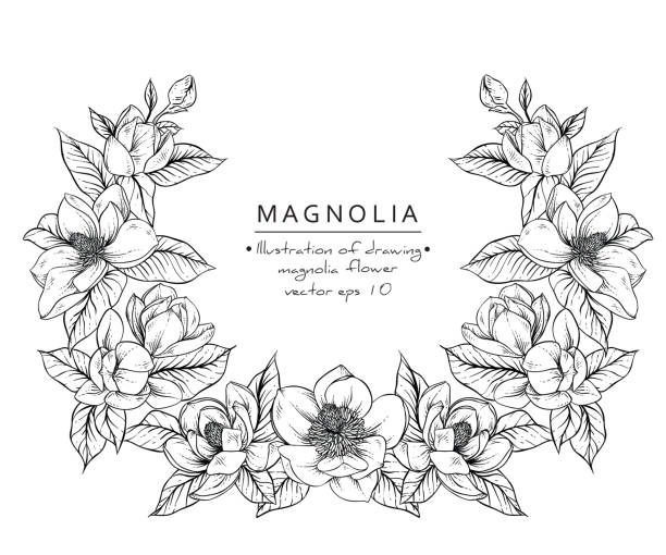 Magnolia flowers Sketch Floral Botany Collection. Magnolia flower drawings. Black and white with line art on white backgrounds. Hand Drawn Botanical Illustrations.Vector. flower borders stock illustrations