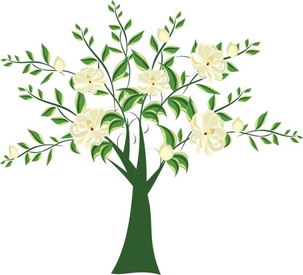 Magnolia Tree vector art illustration
