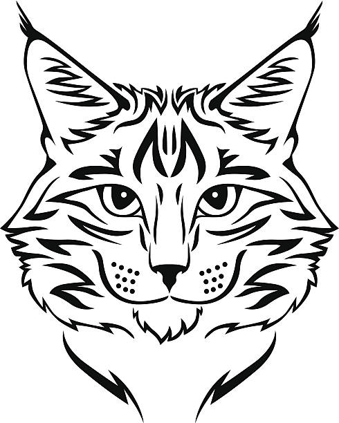 メインクーン イラスト素材 ロシアンブルー アメリカンショートヘア ペルシャ猫 Istock