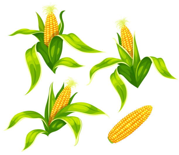 Maize corn cobs isolated vector set. Illustration. Set of maize corncobs with yellow corns ears and green leaves set, isolated on white transparent background. Ripe corn vegetables. Eps10 vector illustration. corn stock illustrations